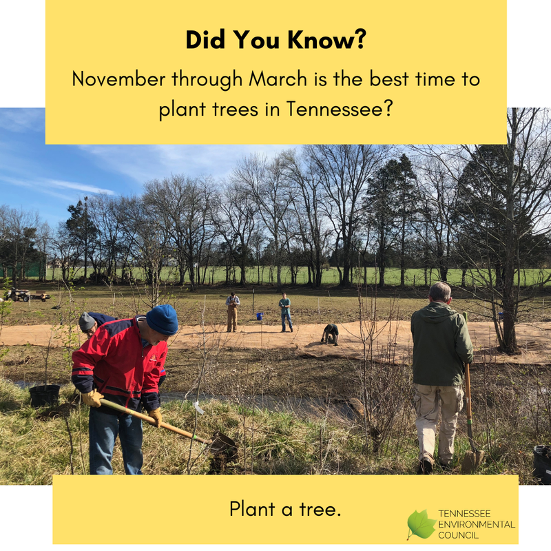 Tennessee Tree Program TENNESSEE ENVIRONMENTAL COUNCIL