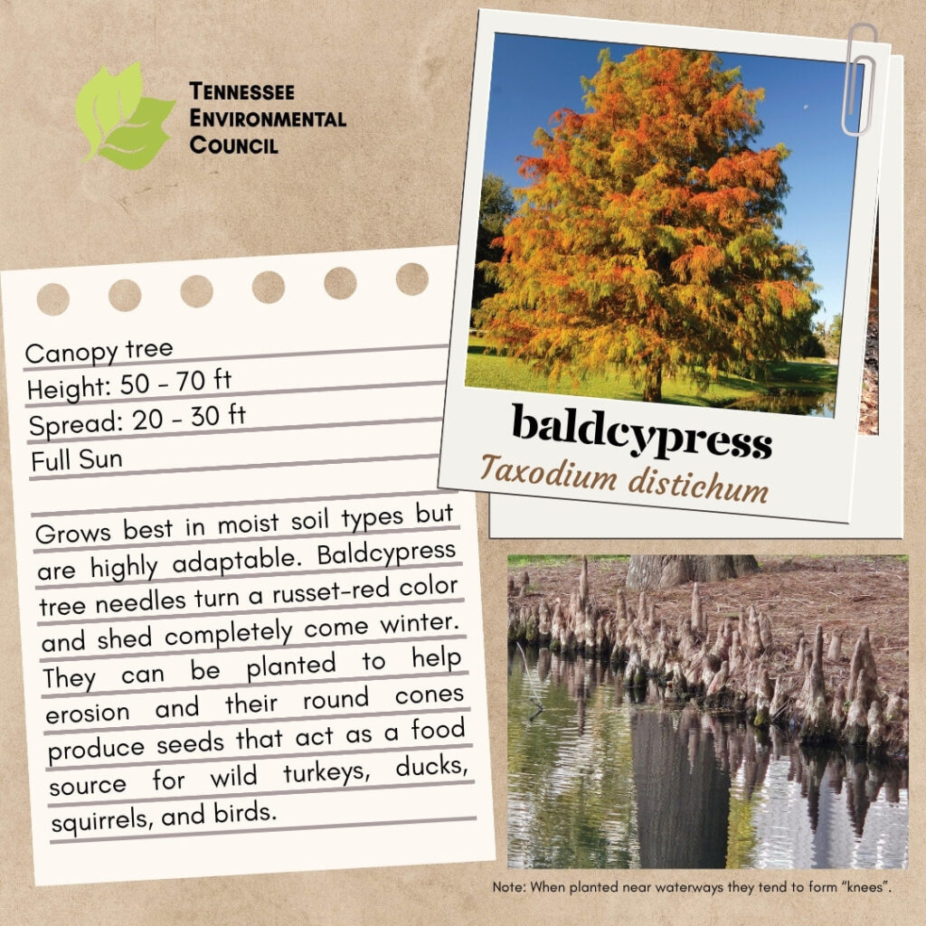 Baldcypress