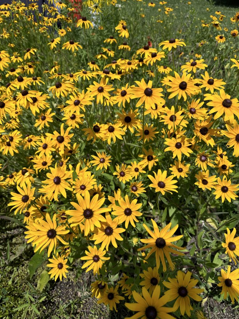Welcome to The Tennessee Environmental Council’s New Blog