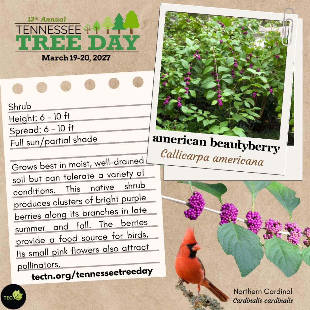 American beautyberry